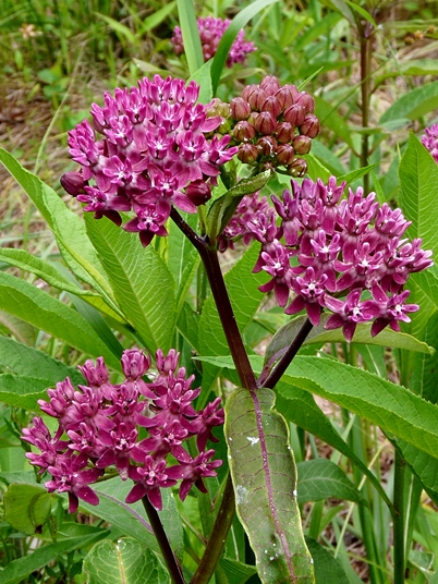 {Asclepias purpurascens}